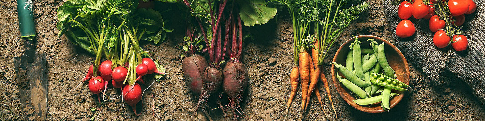 Fresh vegetables, peas, radish, tomato, carrot, beetroot on grou